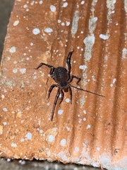 Acanthopachylus aculeatus