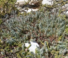 Chenolea diffusa