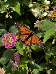 Danaus plexippus plexippus