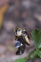Harmonia testudinaria