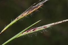 Heteropogon