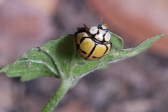 Harmonia testudinaria