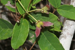 Stigmaphyllon sagranum