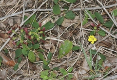 Stigmaphyllon sagranum