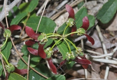 Stigmaphyllon sagranum