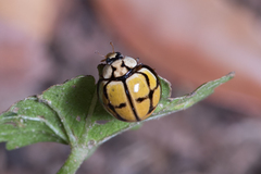 Harmonia testudinaria