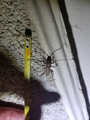 Osmidus guttatus