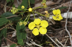 Stigmaphyllon sagranum