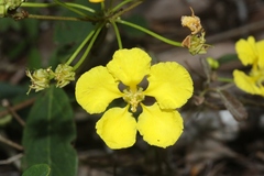 Stigmaphyllon sagranum