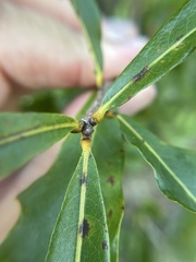 Quercus sinuata sinuata