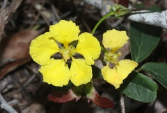 Stigmaphyllon sagranum