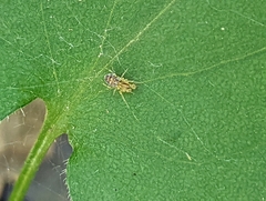 Corythucha marmorata