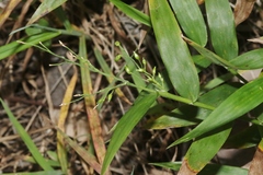 Lasiacis divaricata
