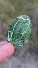 Phytomyza plantaginis