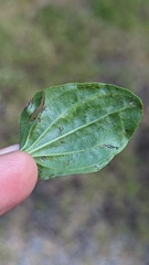 Phytomyza plantaginis