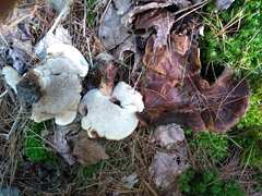 Phellodon fuligineoalbus
