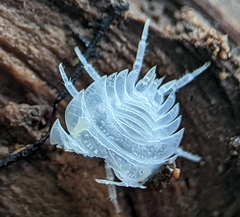 Holoverticata