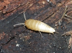 Atelurinae