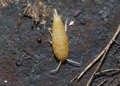 Atelurinae