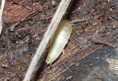 Atelurinae