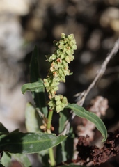 Rumex californicus