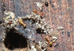 Wasmannia auropunctata