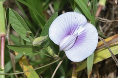 Centrosema pubescens