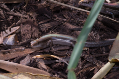 Lampropholis guichenoti