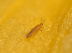 Thripinae