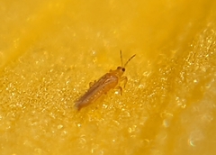 Thripinae