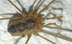 Phalangium opilio