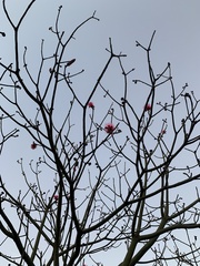 Pseudobombax ellipticum