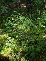 Equisetum
