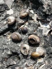 Oreohelix