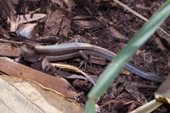 Lampropholis guichenoti