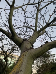 Pseudobombax ellipticum