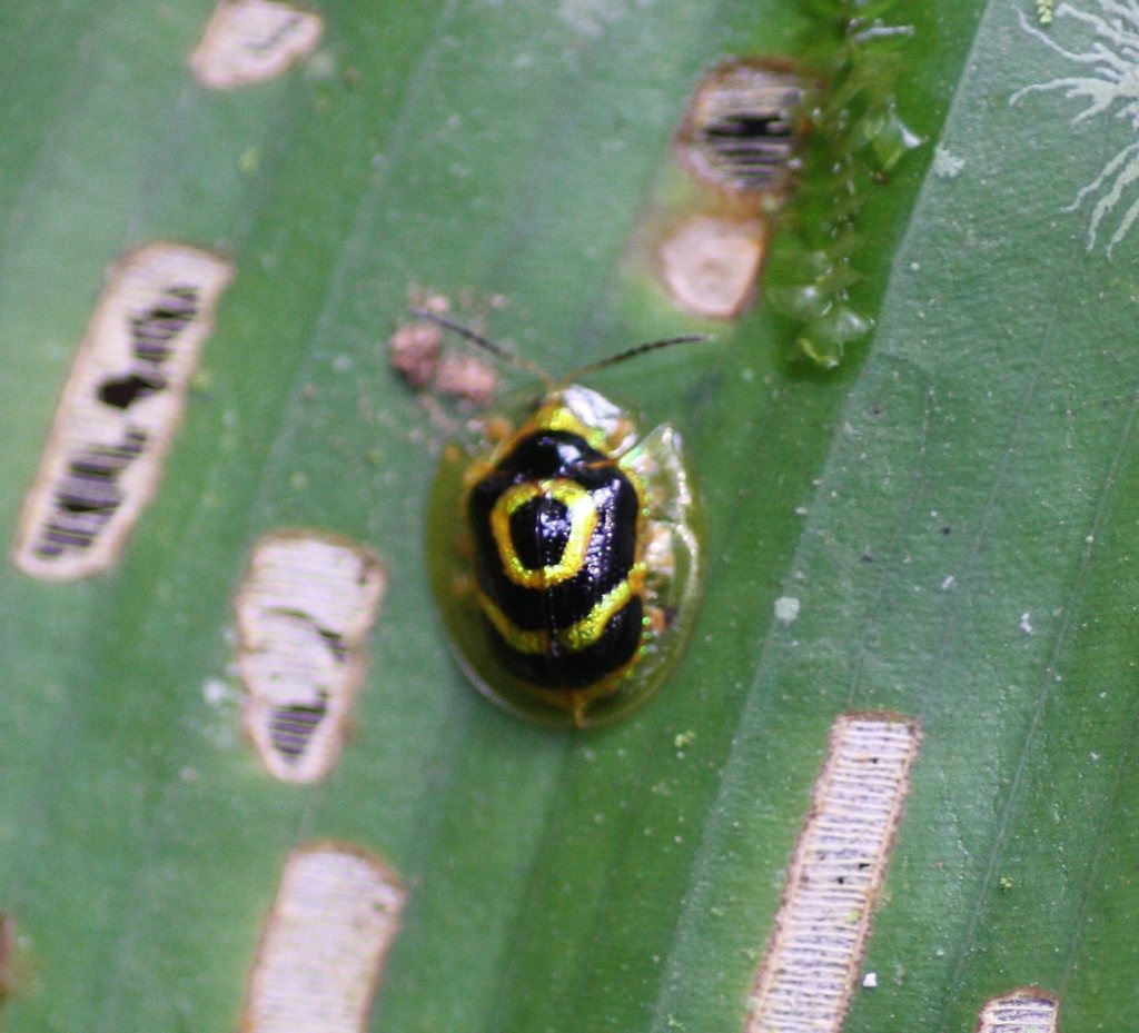 Golden Target Beetle