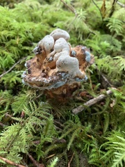 Hydnellum aurantiacum