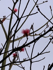 Pseudobombax ellipticum