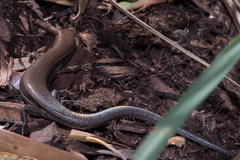Lampropholis guichenoti