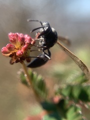 Polybia scutellaris