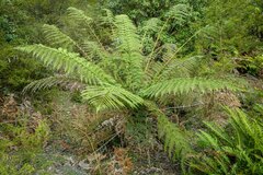Cyatheales