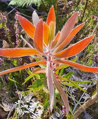Protea