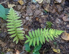 Coryphopteris simulata