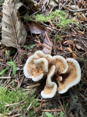 Hydnellum aurantiacum