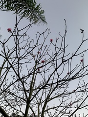 Pseudobombax ellipticum