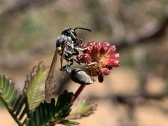 Polybia scutellaris