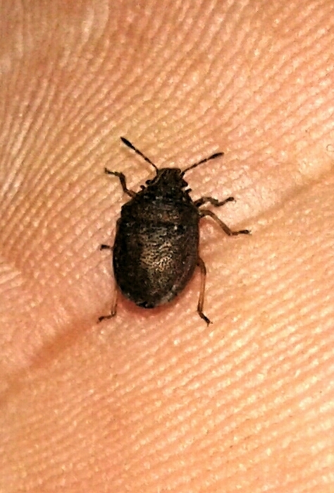 Podops dilatatus