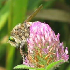 Promachus vertebratus