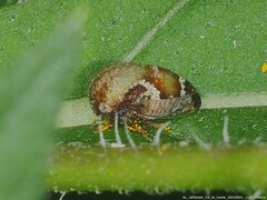 Vanduzea segmentata